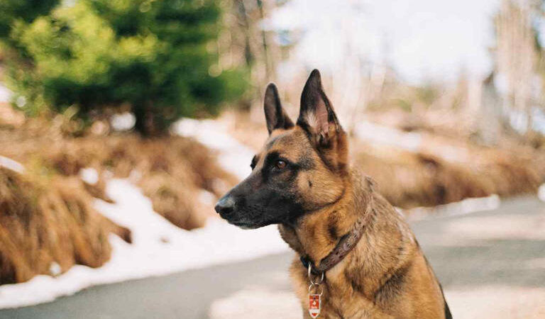 As 10 melhores raças de cães para uso militar