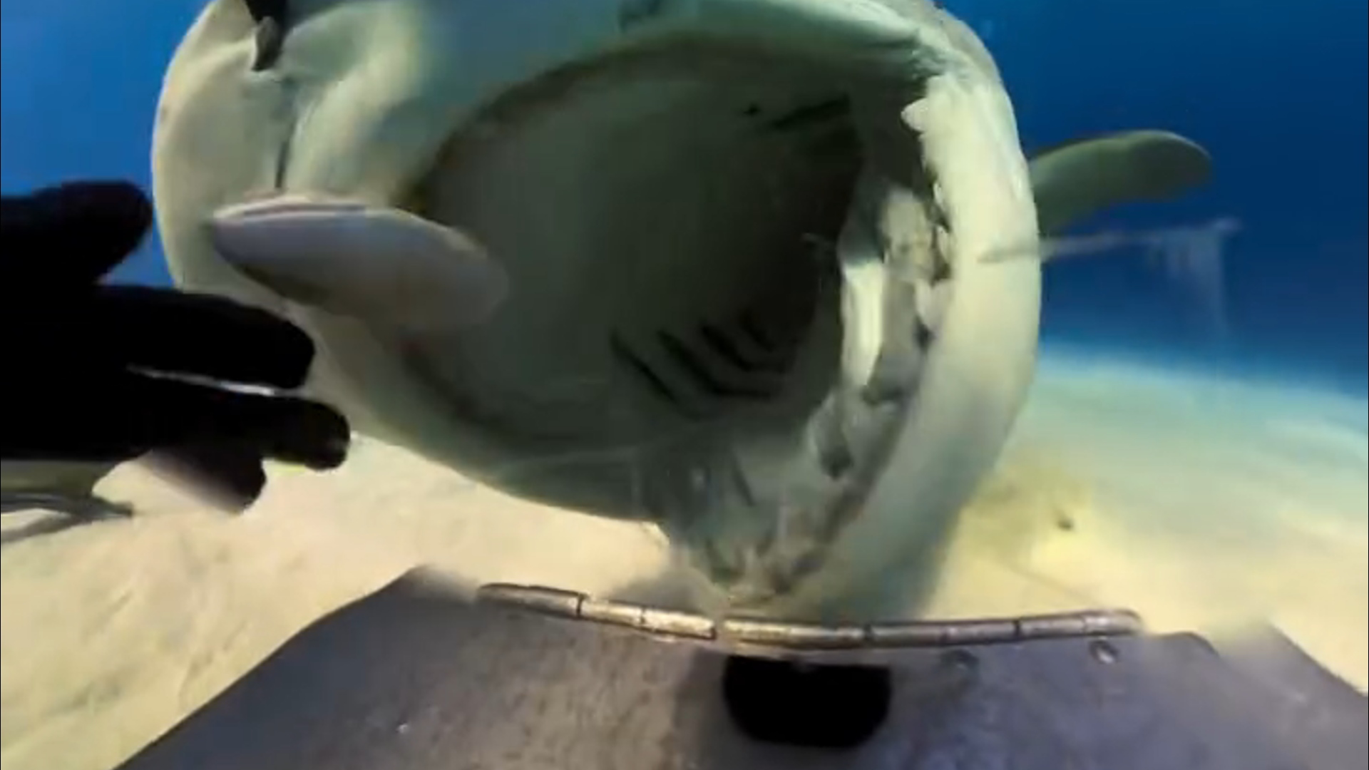 ASSUSTADOR: Tubarão engole câmera das mãos de brasileira nas Bahamas; Veja o vídeo