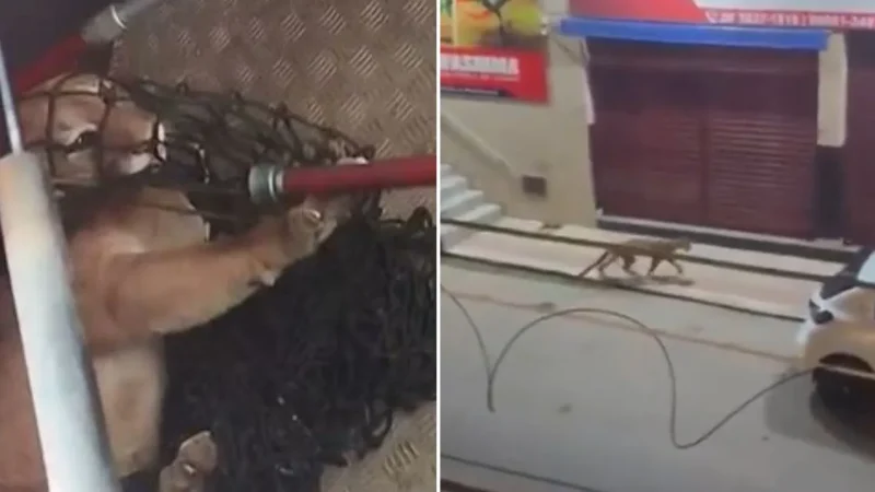 VÍDEO: onça passeia por rua comercial e se esconde em garagem de casa no Espírito Santo