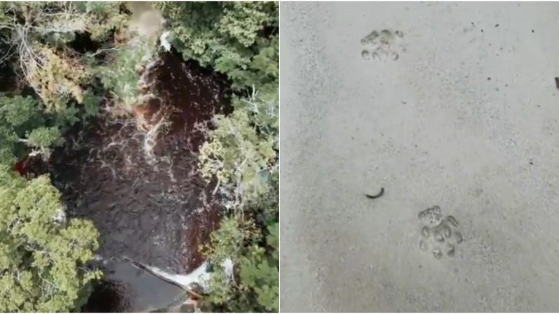 Cachoeira em Presidente Figueiredo é interditada após aparição de onça