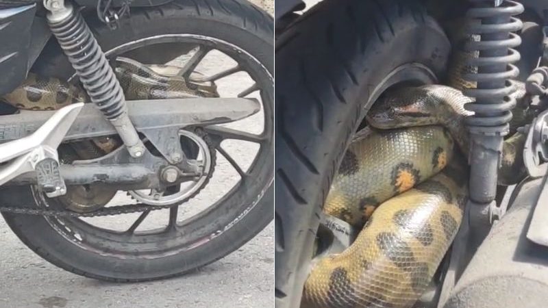 VÍDEO: Cobra é encontrada enrolada em motor de moto no São Jorge em Manaus