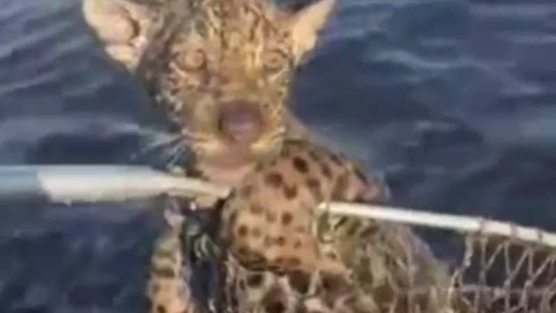 VÍDEO: Pescadores salvam filhote de onça de afogamento em rio