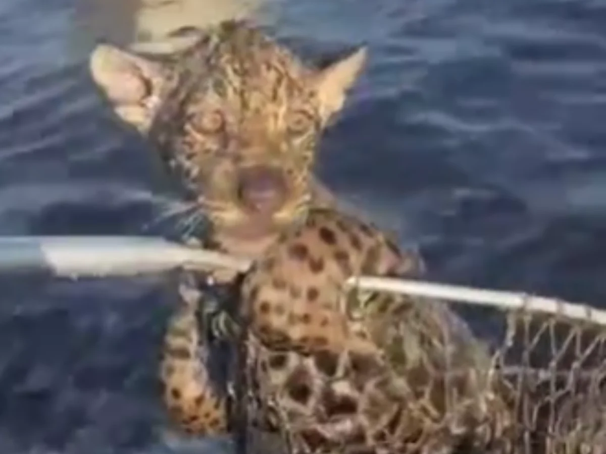 VÍDEO: Pescadores salvam filhote de onça de afogamento em rio