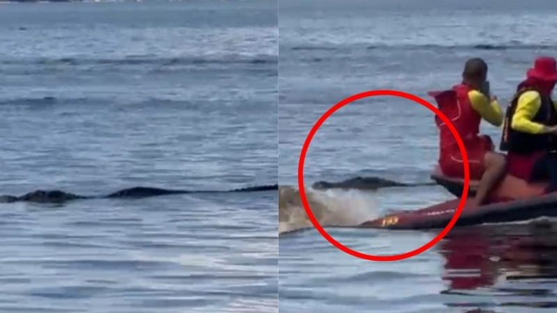 Jacaré de 3 metros é flagrado ” passeando ” na Ponta Negra